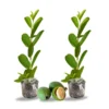 Pineapple Guava Trees Live Plants - 5 to 9 Inches Tall - Tropical Fruit