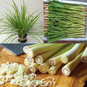 3 Lemongrass Live Plants - 5 to 9 Inches Tall - Perfect for Indoor or Outdoor