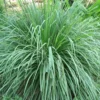 3 Lemongrass Live Plants - 5 to 9 Inches Tall - Perfect for Indoor or Outdoor