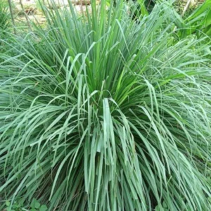 3 Lemongrass Live Plants - 5 to 9 Inches Tall - Perfect for Indoor or Outdoor