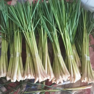 3 Lemongrass Live Plants - 5 to 9 Inches Tall - Perfect for Indoor or Outdoor