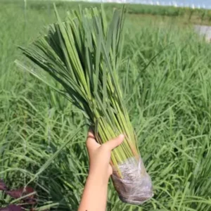 3 Lemongrass Live Plants - 5 to 9 Inches Tall - Perfect for Indoor or Outdoor