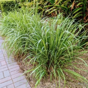3 Lemongrass Live Plants - 5 to 9 Inches Tall - Perfect for Indoor or Outdoor
