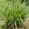 Set of 3 Well Rooted Lemongrass Plants 5-9 Inches for Gardens