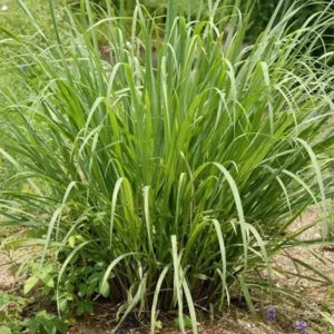 Set of 3 Well Rooted Lemongrass Plants 5-9 Inches for Gardens