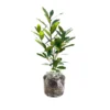 Bay Leaf Plant Live - Bay Laurel Tree 5-7 Inches Indoor Outdoor