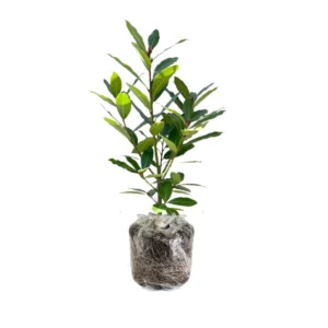 Bay Leaf Plant Live - Bay Laurel Tree 5-7 Inches Indoor Outdoor