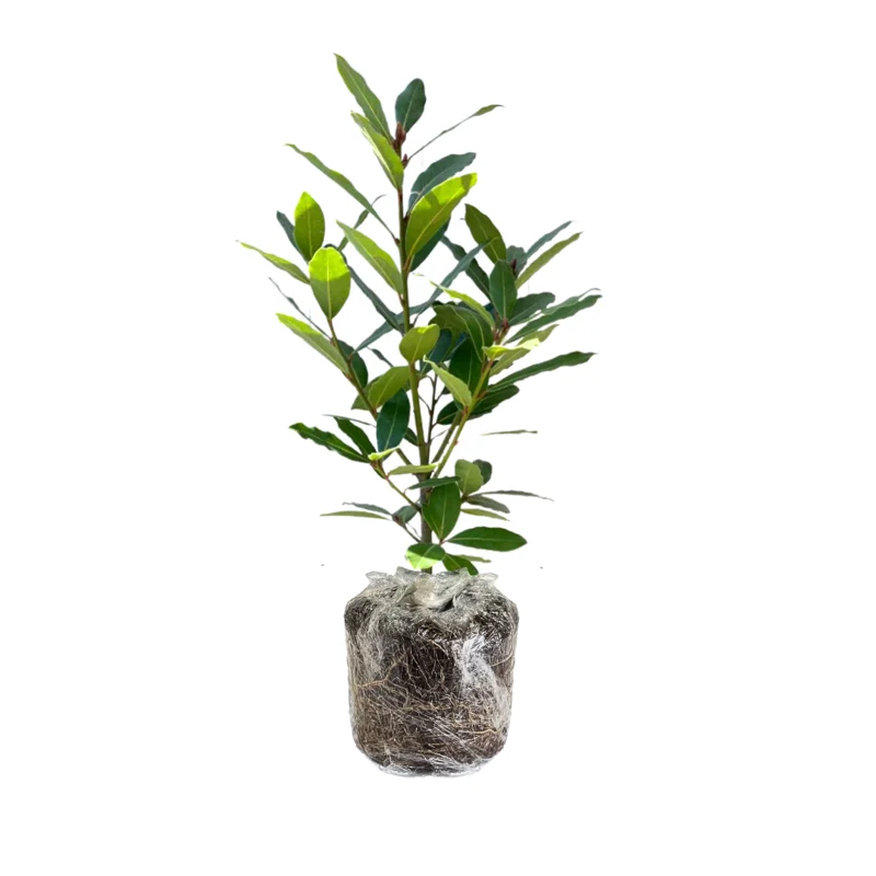 Bay Leaf Plant Live - Bay Laurel Tree 5-7 Inches Indoor Outdoor