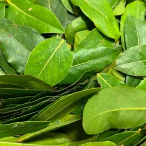 Bay Leaf Plant Live - Bay Laurel Tree 5-7 Inches Indoor Outdoor