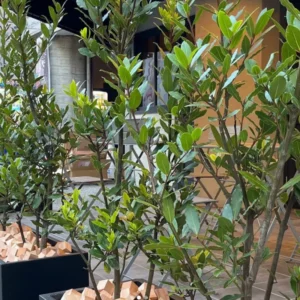 Bay Leaf Plant Live - Bay Laurel Tree 5-7 Inches Indoor Outdoor