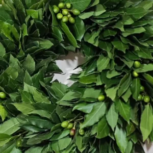 Bay Leaf Plant Live - Bay Laurel Tree 5-7 Inches Indoor Outdoor