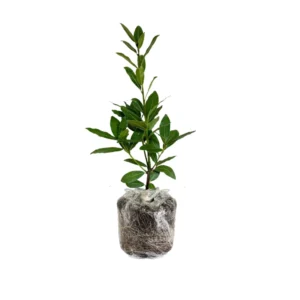 Bay Leaf Plant - Laurus Nobilis Live Plant - 5-7 Inch - Green