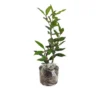 Bay Laurel Plant Live - 14 Inch Bay Leaf Tree Indoor Outdoor
