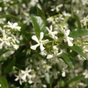 2 Star Jasmine Plants - Live Fragrant Vines 5-9 Inches - Indoor Outdoor
