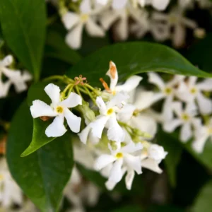 2 Star Jasmine Plants - Live Fragrant Vines 5-9 Inches - Indoor Outdoor