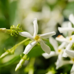 2 Star Jasmine Plants - Live Fragrant Vines 5-9 Inches - Indoor Outdoor