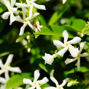 2 Star Jasmine Plants - Live Fragrant Vines 5-9 Inches - Indoor Outdoor