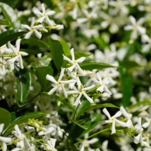 2 Star Jasmine Plants - Live Fragrant Vines 5-9 Inches - Indoor Outdoor