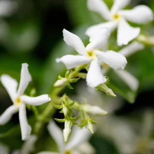 Fragrant Jasmine Plant Indoor Live Vine 5-9 Inches Tall