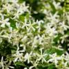 3 Star Jasmine Live Plants - Fragrant Indoor/Outdoor Vines, 5-9 Inches Tall