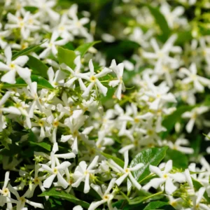 3 Star Jasmine Live Plants - Fragrant Indoor/Outdoor Vines, 5-9 Inches Tall