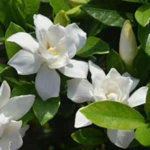 Jasmine Plant Live - Gardenia Jasmine - 5 to 9 Inches - Fragrant White Flowers