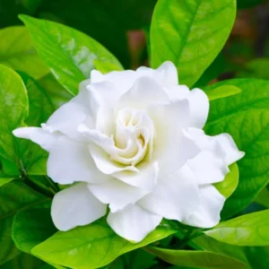 Jasmine Plant Live - Gardenia Jasmine - 5 to 9 Inches - Fragrant White Flowers