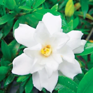 Jasmine Plant Live - Gardenia Jasmine - 5 to 9 Inches - Fragrant White Flowers