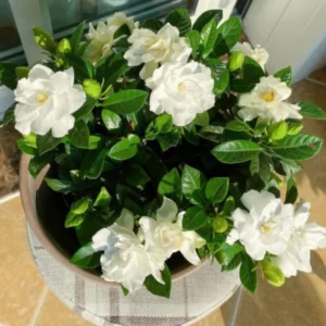 Jasmine Plant Live - Gardenia Jasmine - 5 to 9 Inches - Fragrant White Flowers