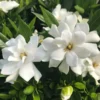 Gardenia Plants Live - Cape Jasmine Indoor Outdoor 5-9 Inches White Flowers