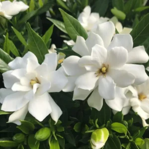 Gardenia Plants Live - Cape Jasmine Indoor Outdoor 5-9 Inches White Flowers