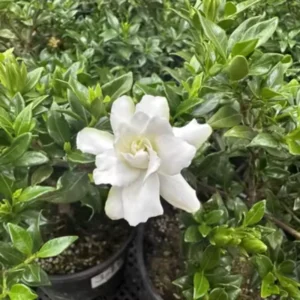 Cape Jasmine Live Plants - Gardenia Jasmine Plant 5-9 Inches Tall - Fragrant Indoor Option