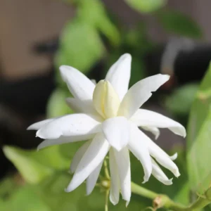 Sambac Jasmine Live Plant - Indoor Plant - 5-9 Inches - White Flowers