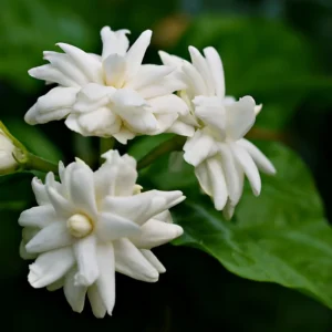 Sambac Jasmine Live Plant - Indoor Plant - 5-9 Inches - White Flowers
