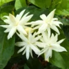 Sambac Jasmine Live Plant - Indoor Plant - 5-9 Inches - White Flowers