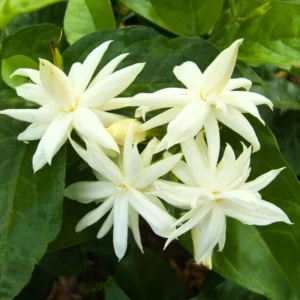 Sambac Jasmine Live Plant - Indoor Plant - 5-9 Inches - White Flowers