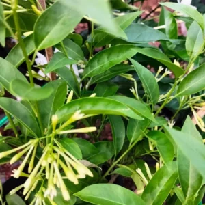 2 Night Blooming Jasmine Plants Live - Flowering Vines 5-9 Inches Tall