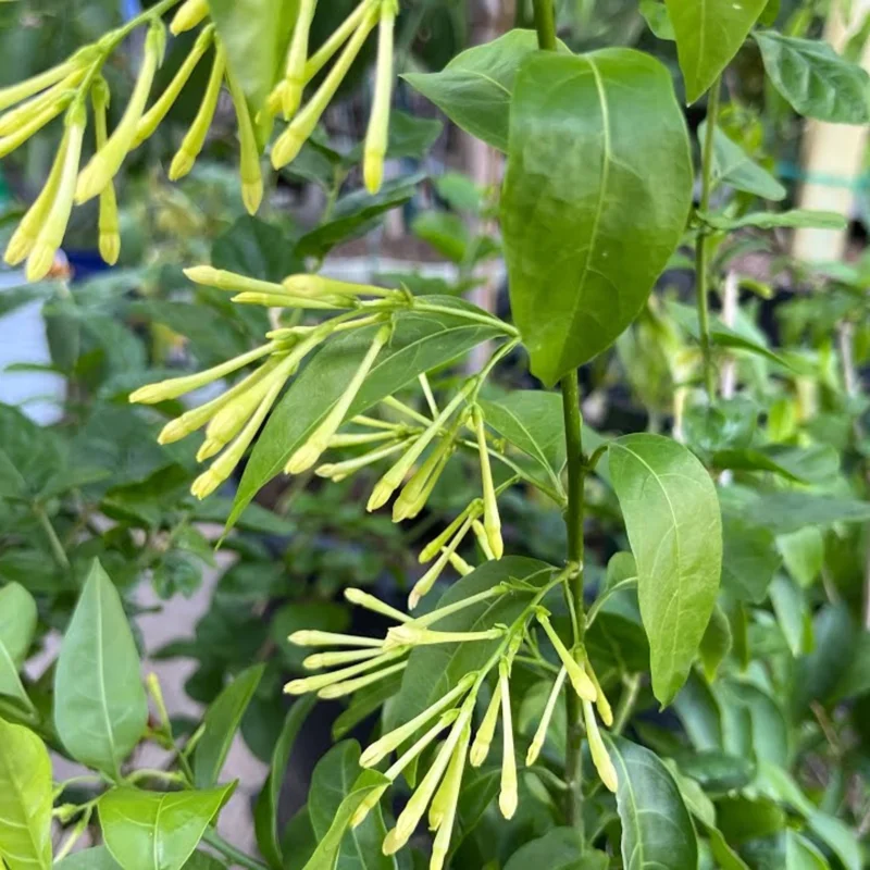 2 Night Blooming Jasmine Plants Live - Flowering Vines 5-9 Inches Tall