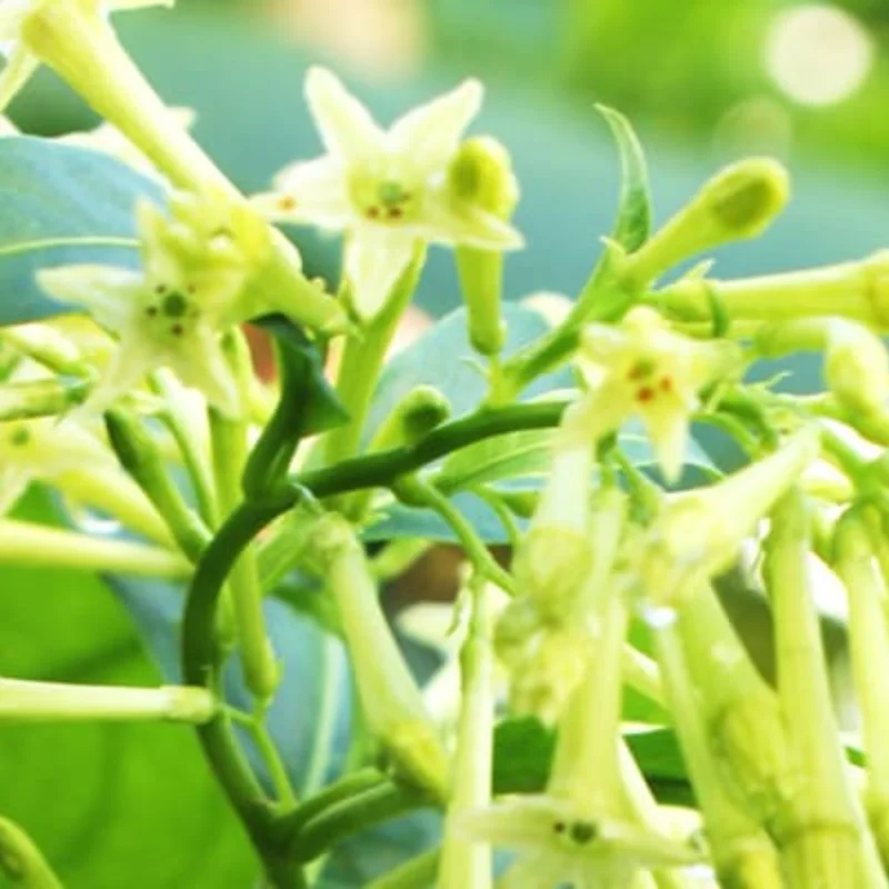 2 Night Blooming Jasmine Plants Live - Flowering Vines 5-9 Inches Tall