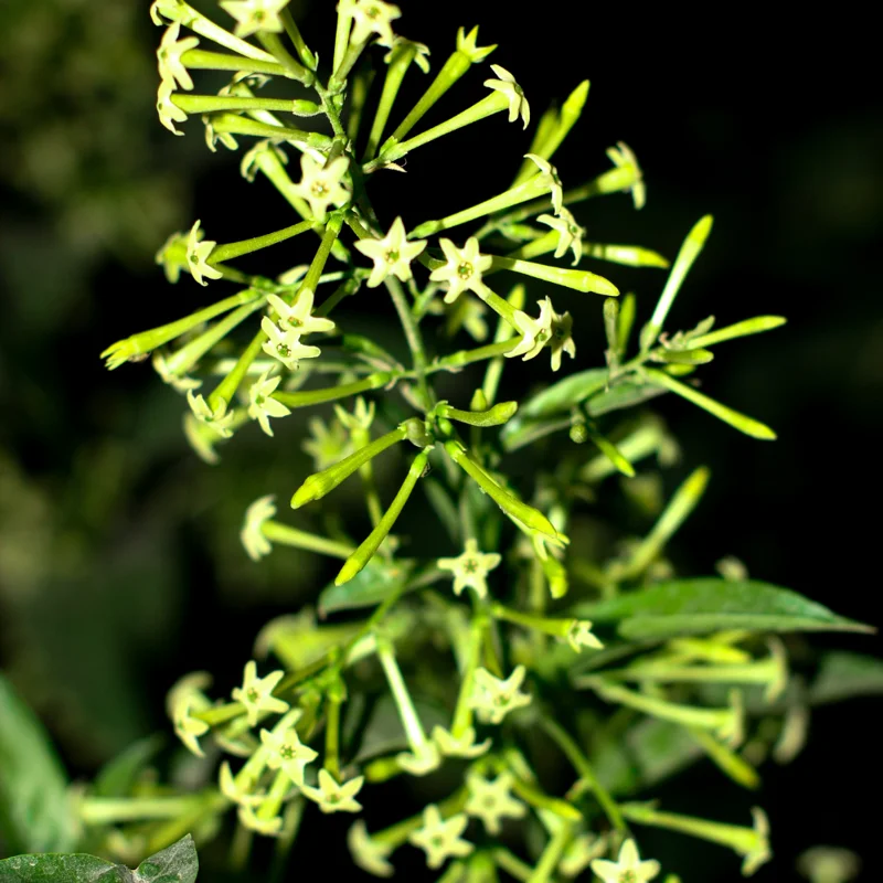 2 Night Blooming Jasmine Plants Live - Flowering Vines 5-9 Inches Tall