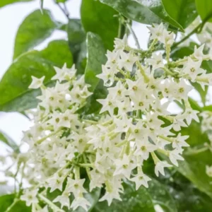 2 Night Blooming Jasmine Plants Live - Flowering Vines 5-9 Inches Tall