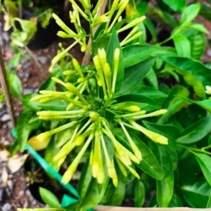 3 Night Blooming Jasmine Live Plants 5-9 Inches Tall - Fragrant Indoor Outdoor Vine