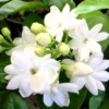 Maid of Orleans Jasmine Plant Live - 2 Pack - Fragrant White Flowers - Indoor Outdoor