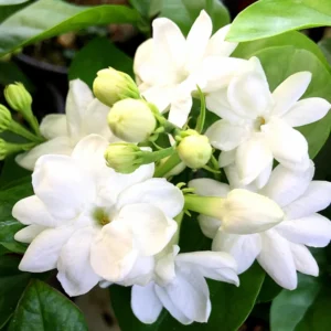 Maid of Orleans Jasmine Plant Live - 2 Pack - Fragrant White Flowers - Indoor Outdoor