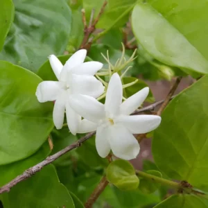 Maid of Orleans Jasmine Plant Live - 2 Pack - Fragrant White Flowers - Indoor Outdoor
