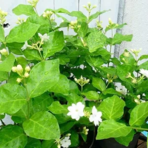 Maid of Orleans Jasmine Plant Live - 2 Pack - Fragrant White Flowers - Indoor Outdoor