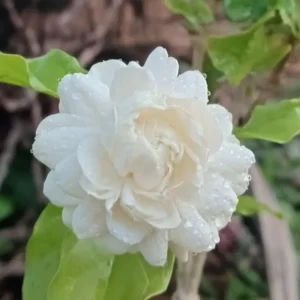 Grand Duke of Tuscany Jasmine Plant Live - 3 Pack - 5-9 Inches - Fragrant White Flowers