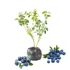 Blueberry Plants Live for Planting - Top Hat Blueberry Bushes 5-9 Inches