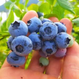 Blueberry Plants Live for Planting - Top Hat Blueberry Bushes 5-9 Inches