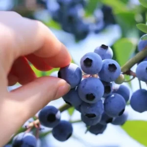 Blueberry Plants Live for Planting - Top Hat Blueberry Bushes 5-9 Inches